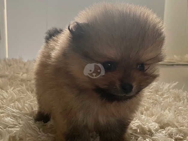 Teddy Bear Pomeranian Pup for sale in Leicester, Leicestershire