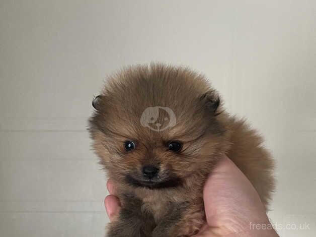 Pomeranians for sale in Leicester, Leicestershire