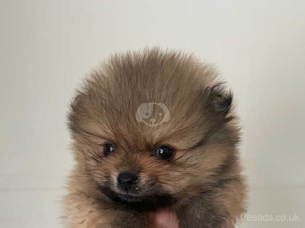 Pomeranian Puppies for sale in Leicestershire