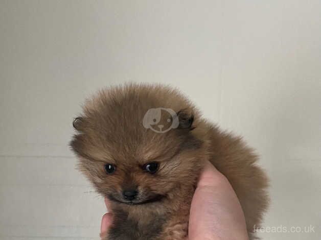 Pomeranian Puppies for sale