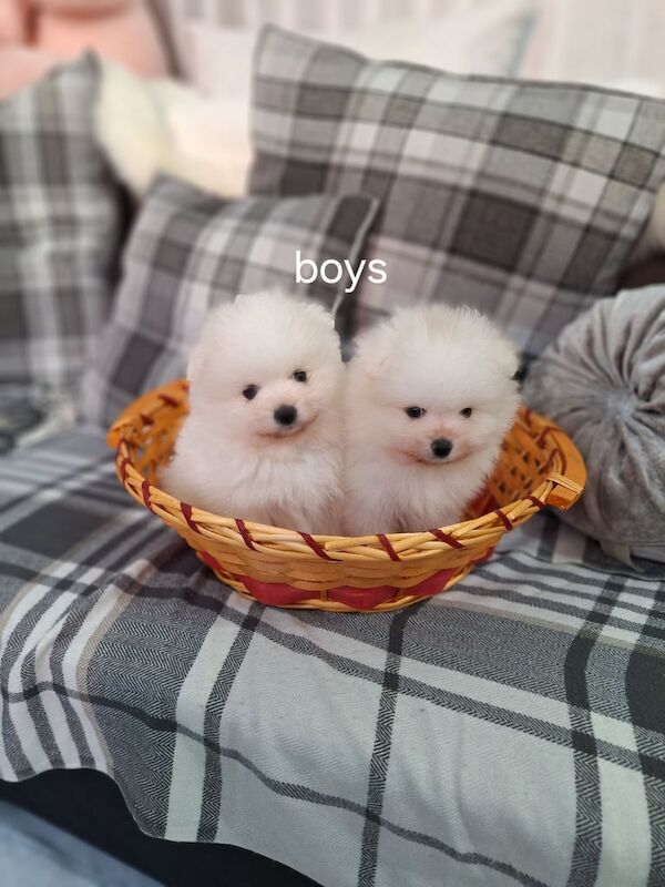 Teddy bear pomeranian puppies 2 boy left for sale in Leicester, Leicestershire