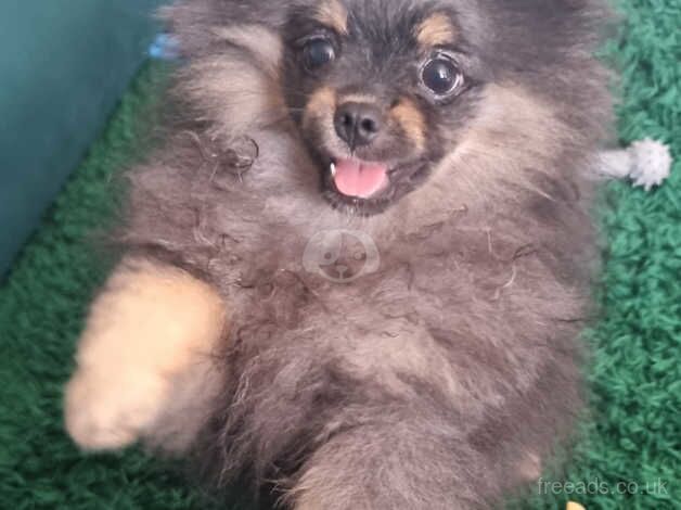 Teddy bear pomeranian puppy for sale in Harlow, Essex