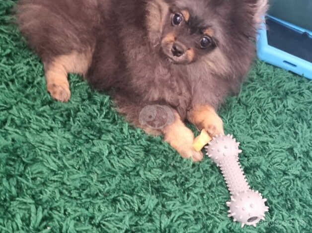 Teddy bear pomeranian puppy for sale in Harlow, Essex - Image 2