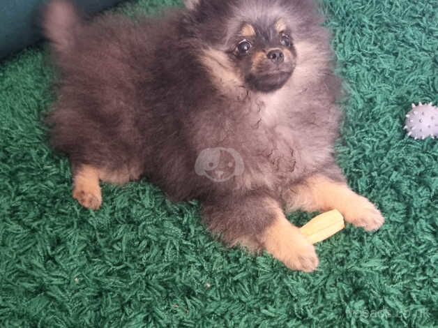 Teddy bear pomeranian puppy for sale in Harlow, Essex - Image 3