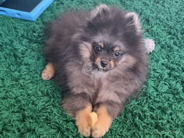 Teddy bear pomeranian puppy for sale in Harlow, Essex - Image 4