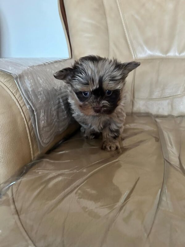 teddy bear pomeranian x yorkie poo for sale in Pulborough, West Sussex - Image 2