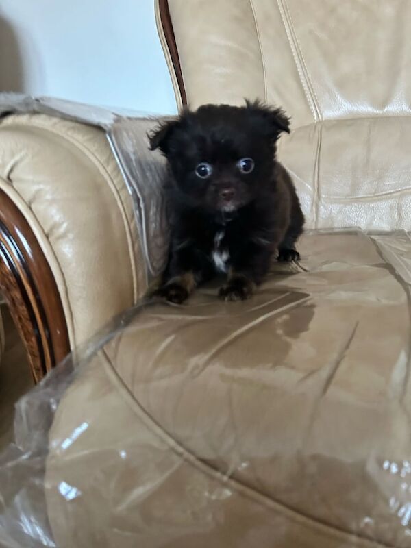 teddy bear pomeranian x yorkie poo for sale in Pulborough, West Sussex - Image 3