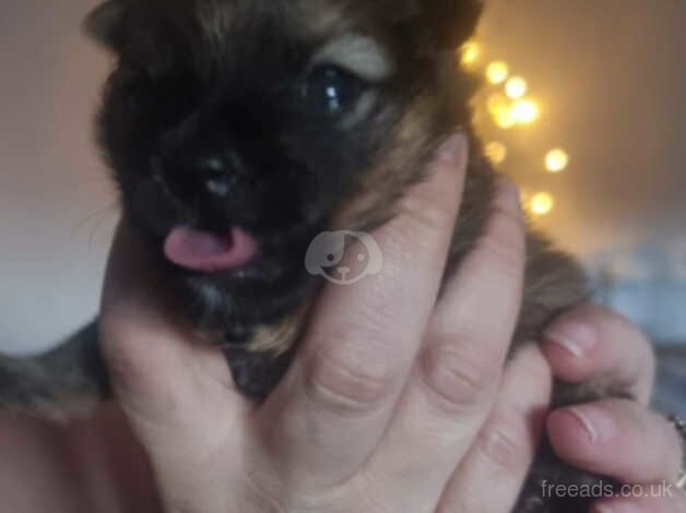 Teddy pomeranian girl puppy for sale in Newark, Orkney Islands