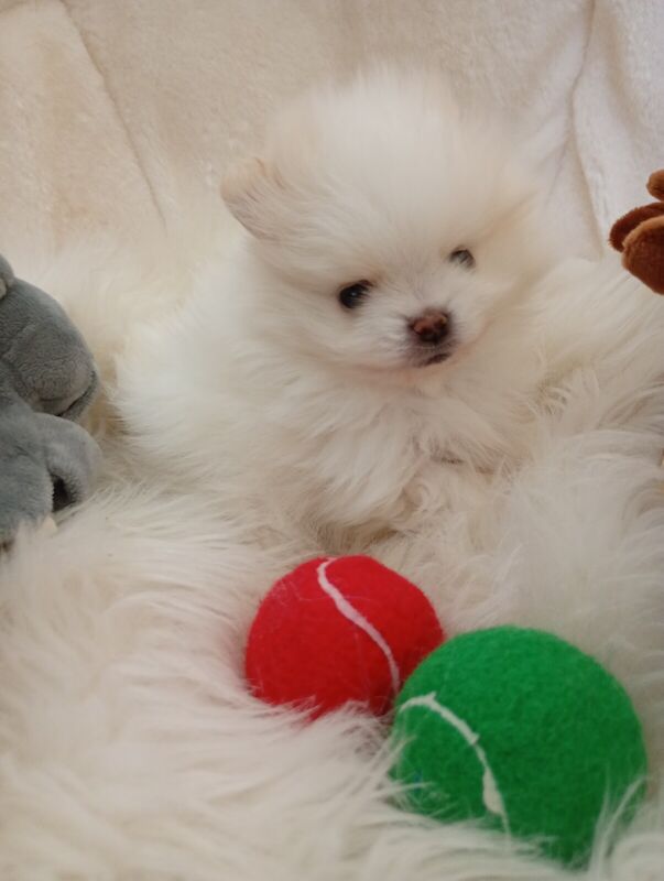 Teeny xs teddy bear Pomeranian puppies for sale in Worthing, West Sussex