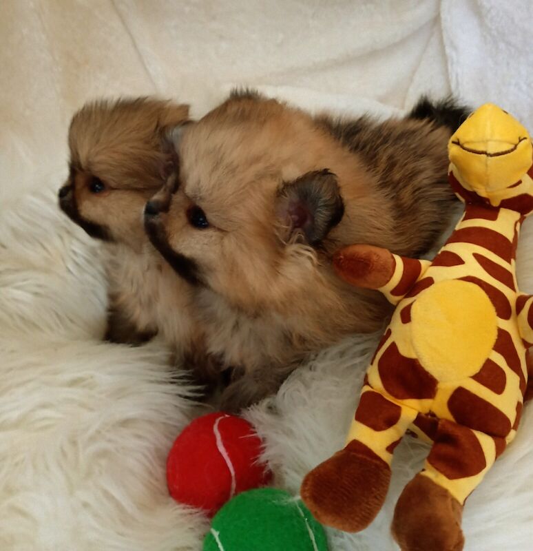 Teeny xs teddy bear Pomeranian puppies for sale in Worthing, West Sussex - Image 3