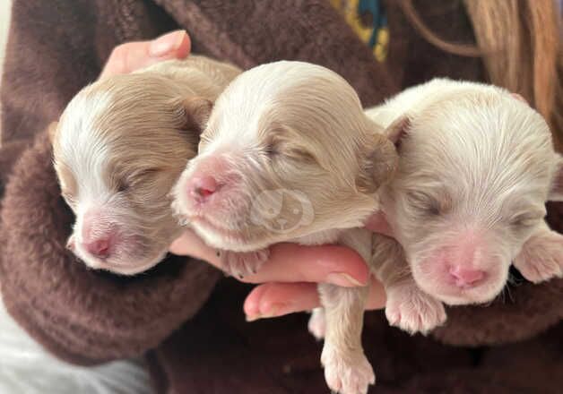 Three girl pomeranians for sale in Hounslow, Hounslow, Greater London