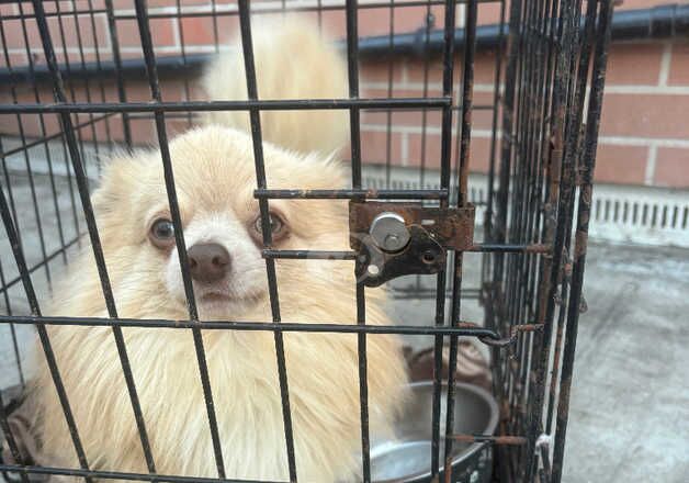 Pomeranians for sale in Hounslow, Hounslow, Greater London