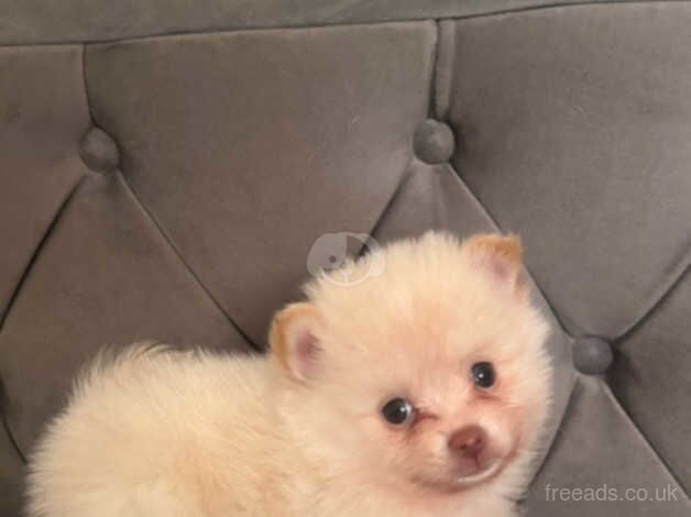 Three male pomeranian puppies for 3 £750 for sale in Holywell, Fermanagh