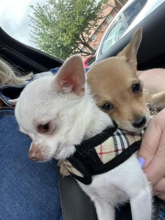 Tiny chihuahua puppy for sale in Kingston upon Hull, East Riding of Yorkshire