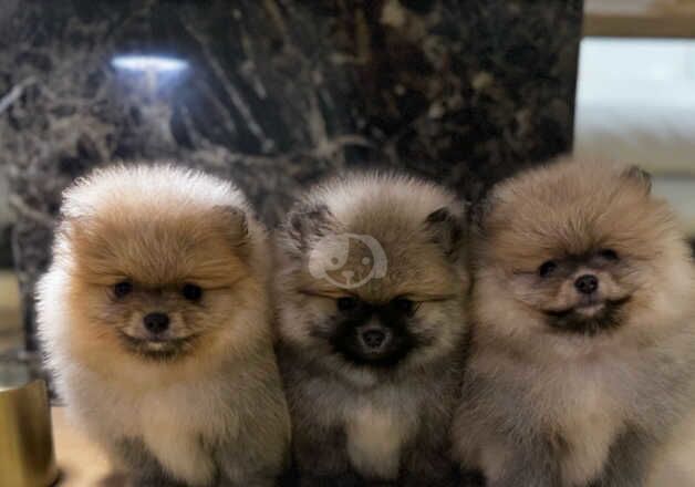 Tiny fluffy Pomeranians girls for sale in Nuneaton, Warwickshire