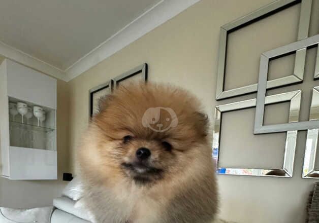 KC Registered Pomeranian Puppies for sale in Warwickshire