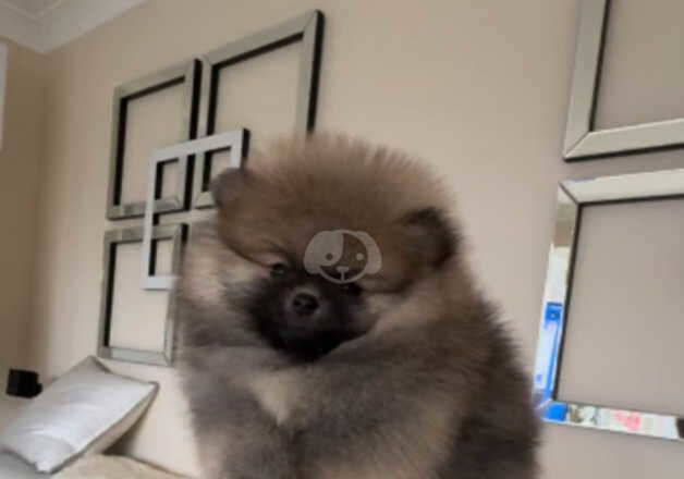 Pomeranian Puppies for sale