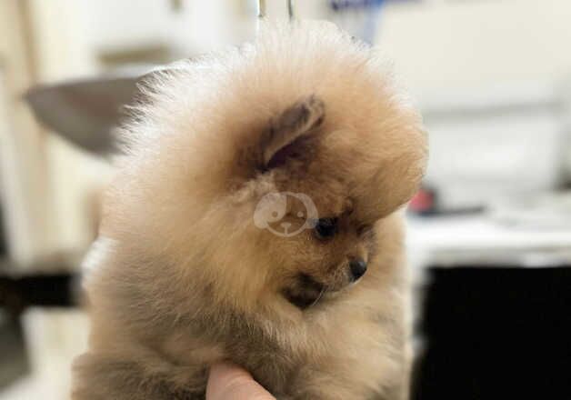 Tiny fluffy Pomeranians girls for sale in Nuneaton, Warwickshire - Image 5