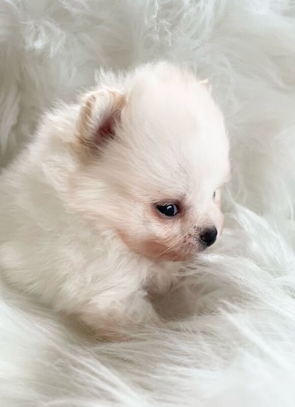 TINY KC POMERANIAN PUPPYS for sale in Hove, East Sussex