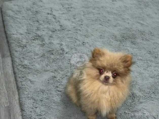 Tiny little lilac Pomeranian girl 10 months for sale in Freckleton, Lancashire