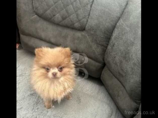 Tiny little lilac Pomeranian girl 10 months for sale in Freckleton, Lancashire - Image 2