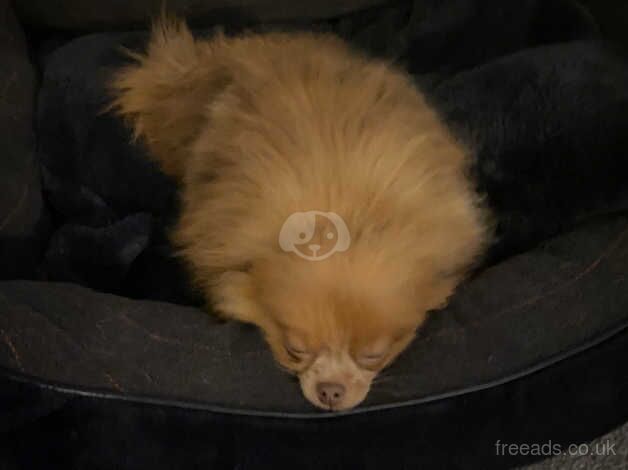 Tiny little lilac Pomeranian girl 10 months for sale in Freckleton, Lancashire - Image 3