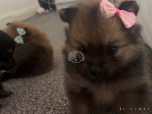 Tiny Pomeranian girl for sale in Llanelli, Carmarthenshire