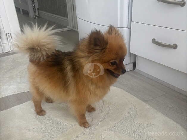 Tiny Pomeranian girl for sale in Llanelli, Carmarthenshire - Image 5