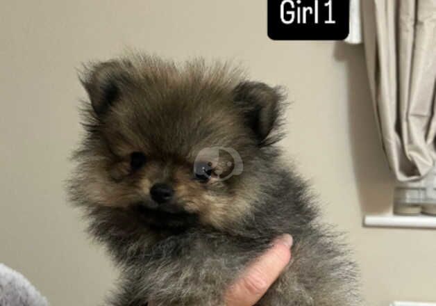 Tiny Pomeranian puppies for sale in Calne, Wiltshire