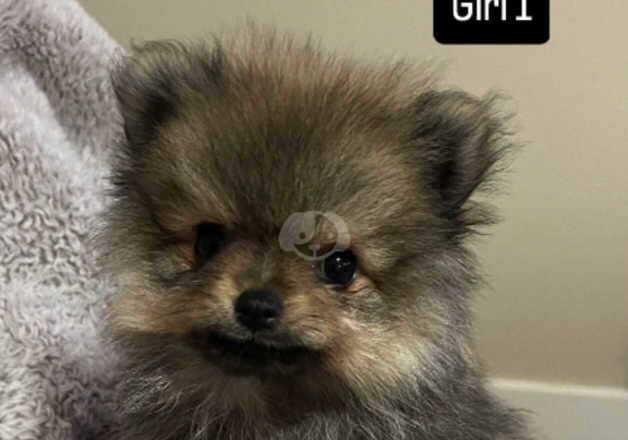 Pomeranians for sale in Calne, Wiltshire