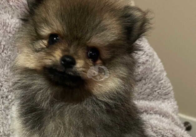 Tiny Pomeranian puppies for sale in Calne, Wiltshire - Image 3