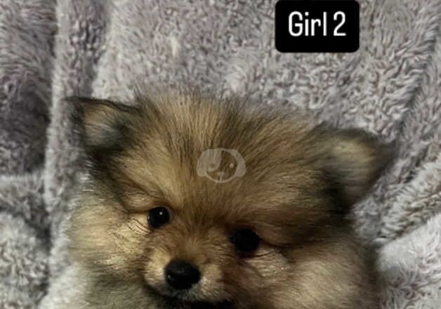 Pomeranian Puppies for sale