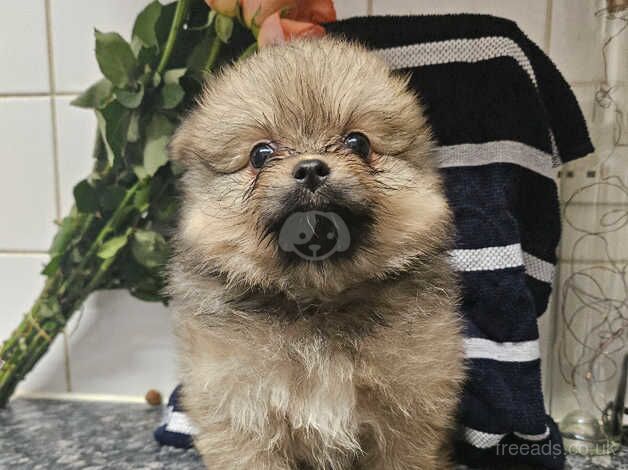 Pomeranians for sale in Littlehampton, West Sussex