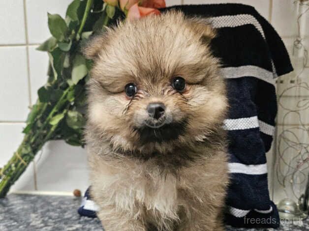 Pomeranian Puppies for sale in West Sussex