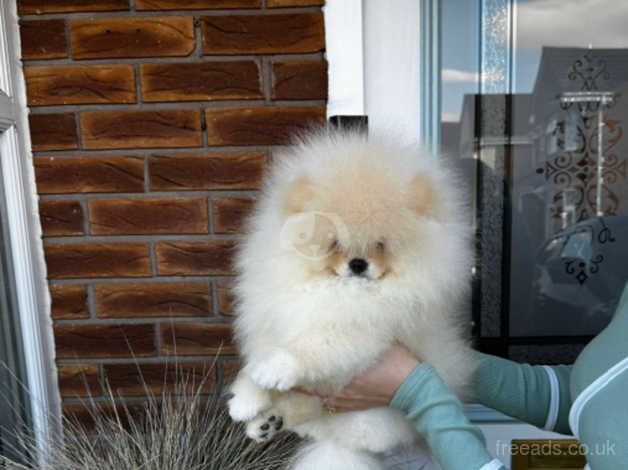 Tiny super fluffy pomeranian for sale in Nuneaton, Warwickshire