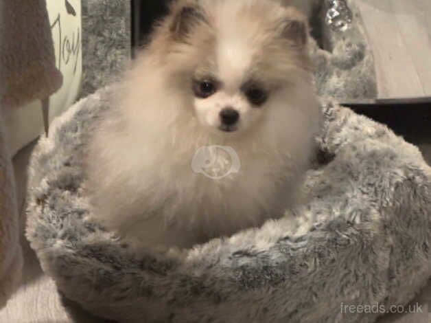 tiny tiny boy parti pom 9 month old for sale in Porthcawl, Bridgend - Image 1