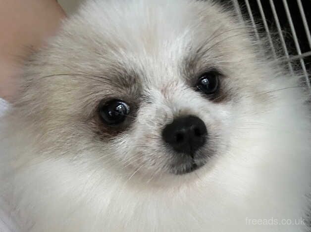 tiny tiny boy parti pom 9 month old for sale in Porthcawl, Bridgend - Image 2