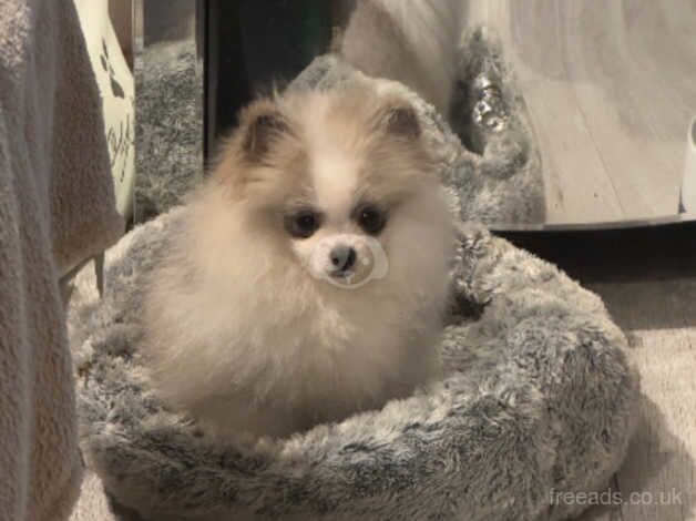 tiny tiny boy parti pom 9 month old for sale in Porthcawl, Bridgend - Image 3