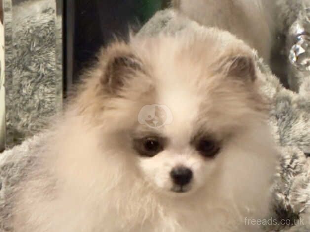 tiny tiny boy parti pom 9 month old for sale in Porthcawl, Bridgend - Image 4