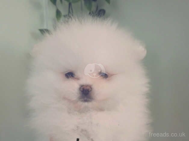 Tiny white poms for sale in Ryton, Tyne and Wear