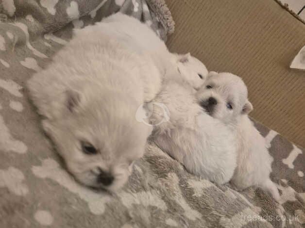 Tiny white poms for sale in Ryton, Tyne and Wear - Image 4