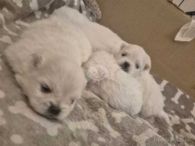 Tiny white poms for sale in Ryton, Tyne and Wear - Image 5