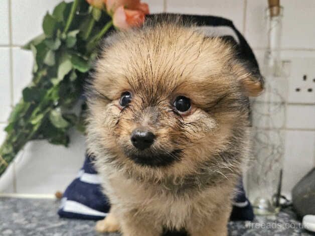 Pomeranian Puppies for sale in West Sussex