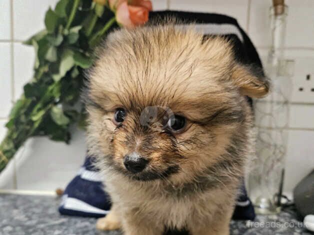 Pomeranian Puppies for sale