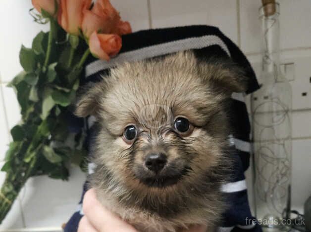 Tiny xs quality teacup wolf sable *ready now* for sale in Littlehampton, West Sussex