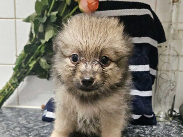 Pomeranians for sale in Littlehampton, West Sussex