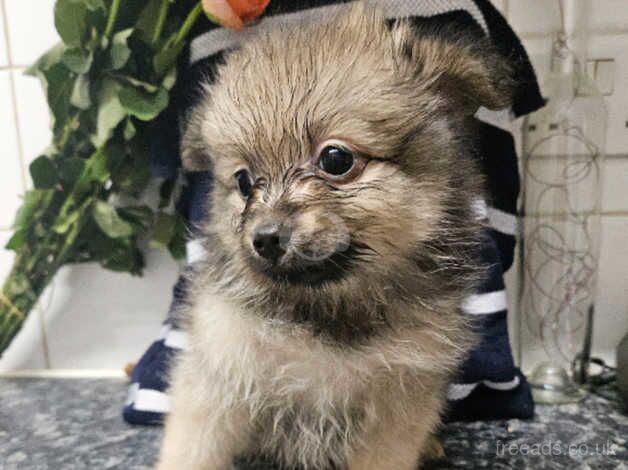 Pomeranian Puppies for sale in West Sussex