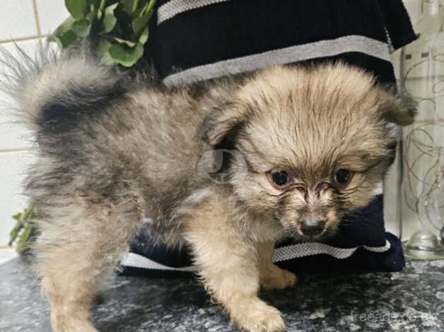 Pomeranian Puppies for sale