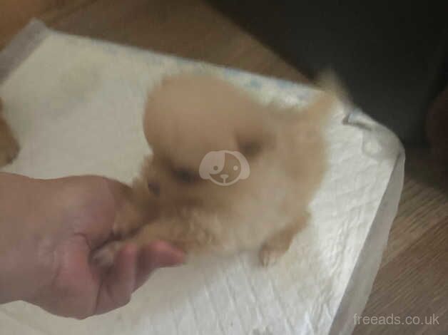 KC Registered Pomeranian Puppies for sale in Merseyside