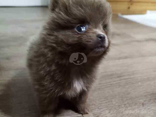 Pomeranian Puppies for sale